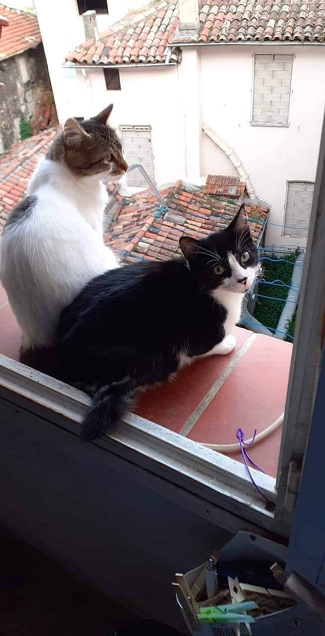 Felix participe au concours pour gagner de l'argent avec cette photo : aegean_cat, carnivore, cat, domestic_short_haired_cat, felidae, kitten, norwegian_forest_cat, polydactyl_cat, small_to_medium_sized_cats, tail, whiskers, window