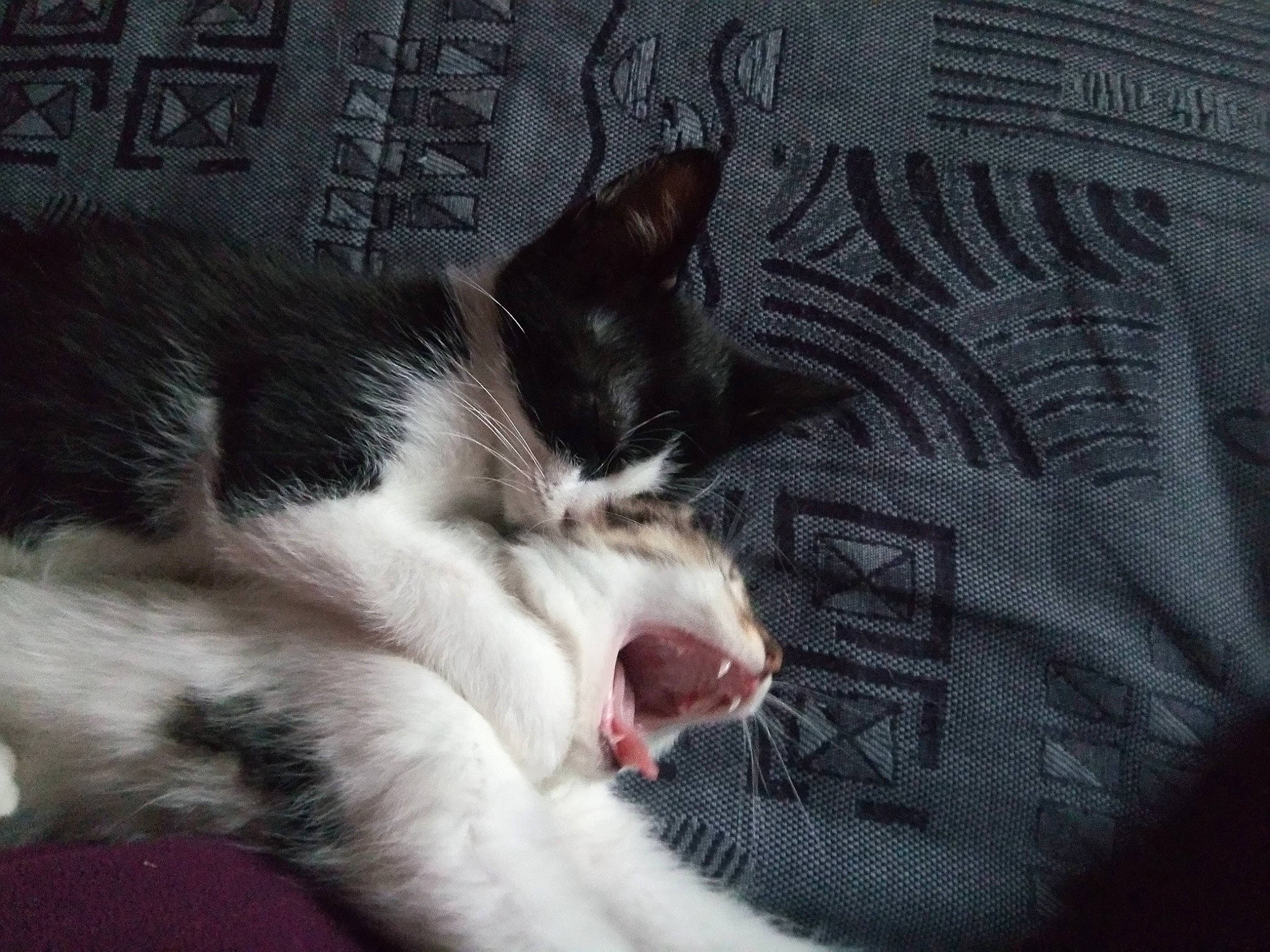 Felix participe au concours pour gagner de l'argent avec cette photo : aegean_cat, black_and_white, canidae, carnivore, cat, dog_breed, domestic_short_haired_cat, facial_expression, felidae, fur, kitten, mammal, nap, paw, sleep, small_to_medium_sized_cats, snout, tail, whiskers, yawn