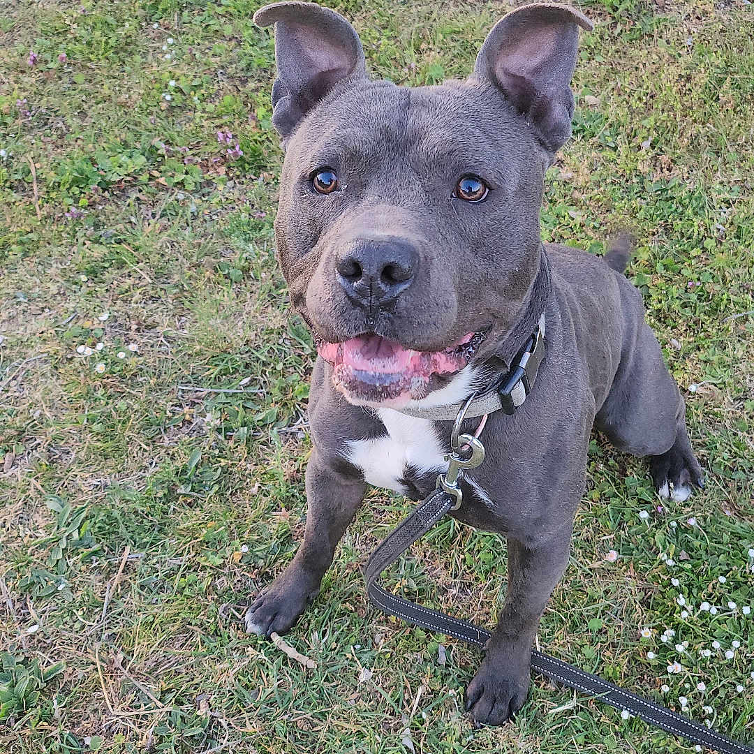 Tocko a rejoint le concours — aidez-le/la à gagner de superbes lots ! accessories, alloywheel, animal, boxer, bulldog, canine, car, carwheel, dog, frenchbulldog, grass, leash, machine, pet, pitbull, plant, puppy, snout, spoke, strap