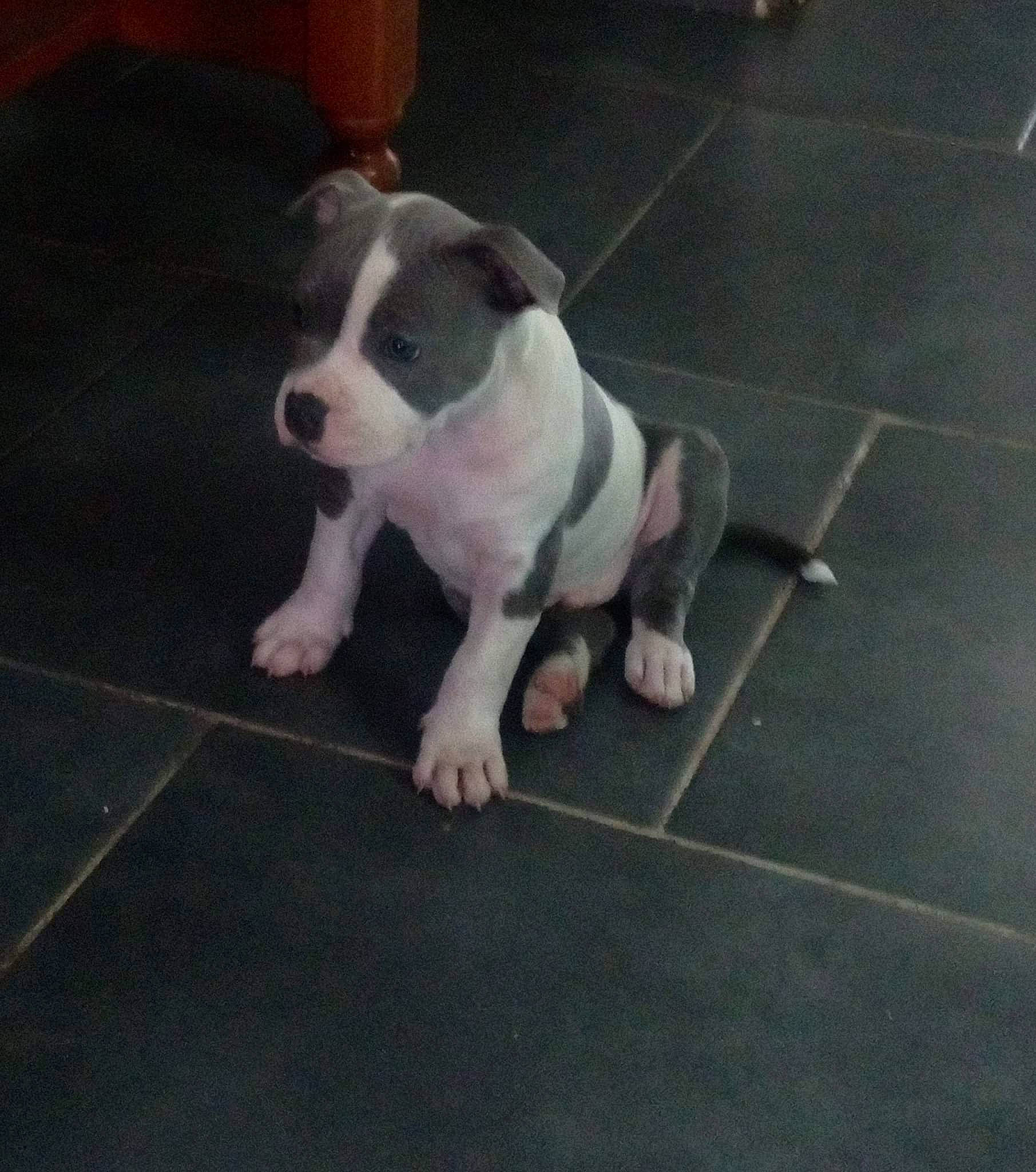 Rosko a rejoint le concours — aidez-le/la à gagner de superbes lots ! asphalt, canidae, carnivore, companion_dog, dog, dog_breed, fawn, floor, flooring, leash, metal, paw, road_surface, sidewalk, snout, sporting_group, square, tail, toy_dog, working_animal