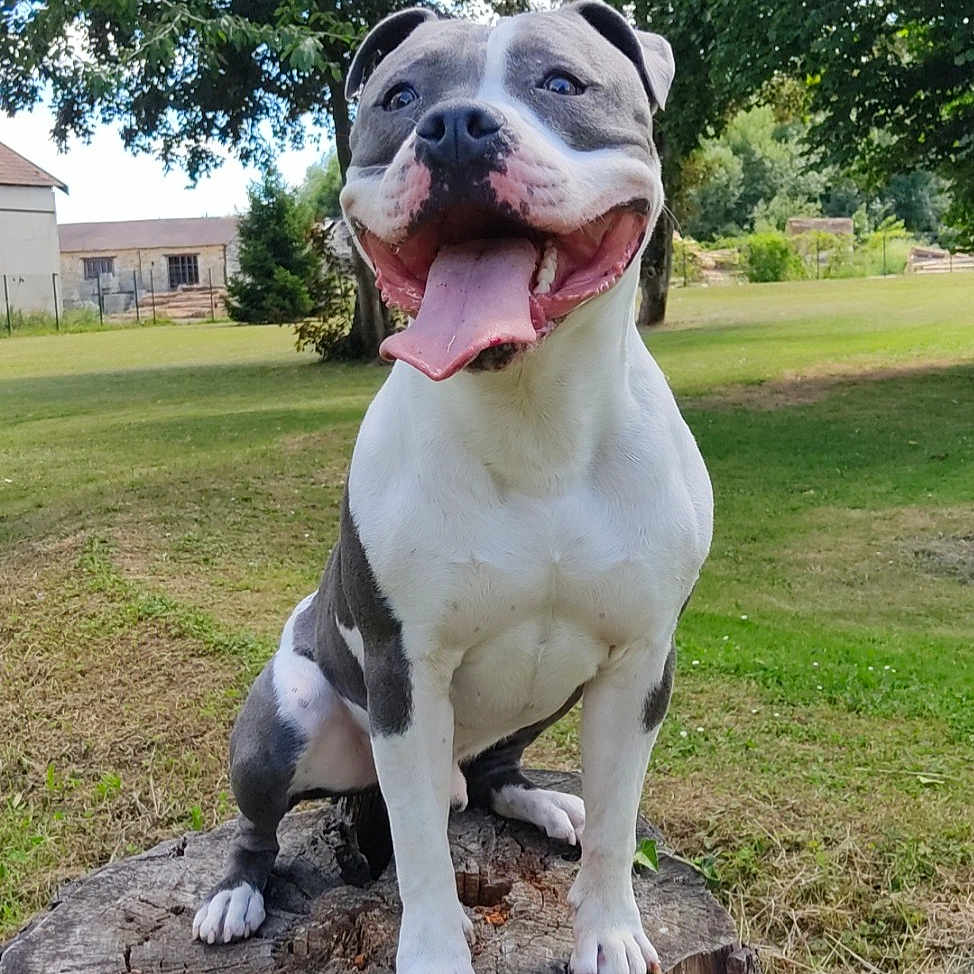 Rosko