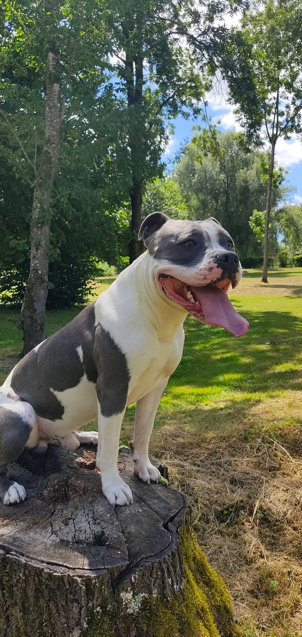 Rosko a rejoint le concours — aidez-le/la à gagner de superbes lots ! bull_and_terrier, canidae, carnivore, cloud, collar, companion_dog, dog, dog_breed, dog_collar, fawn, grass, plant, sky, snout, sporting_group, tail, terrier, tree, whiskers, working_animal