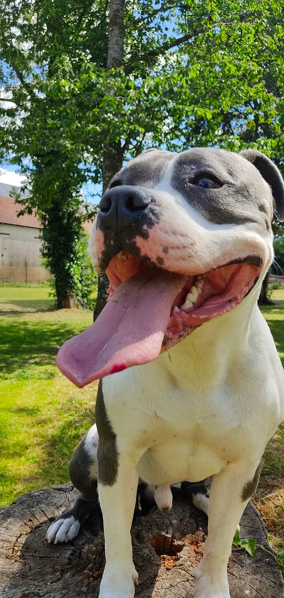 Rosko participe au concours pour gagner de l'argent avec cette photo : canidae, carnivore, collar, companion_dog, dog, dog_breed, dog_collar, dog_supply, fawn, grass, liver, pet_supply, plant, snout, sporting_group, terrestrial_animal, tree, whiskers, working_animal, working_dog