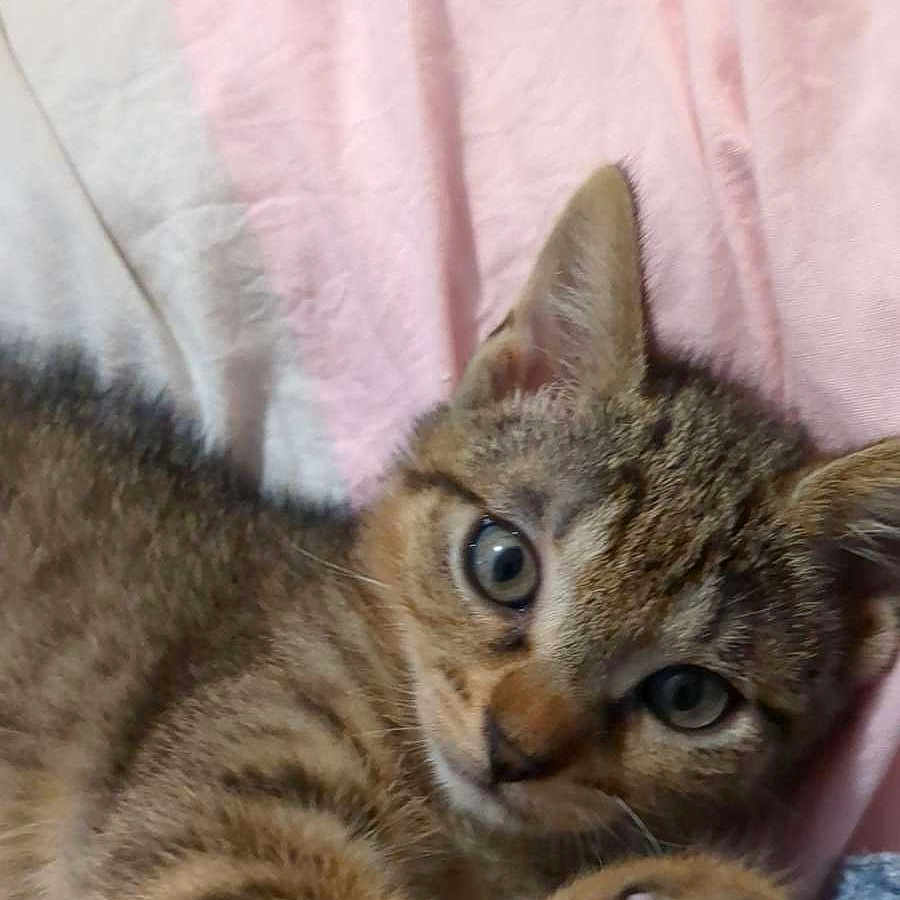 Aslan participe au concours pour gagner de l'argent avec cette photo : animal, beige_blanket, blanket, cat, closeup, cozy, cute, eyes, feline, fur, indoor, kitten, lying_down, paw, pet, pink_blanket, relaxed, tabby, whiskers, young_cat