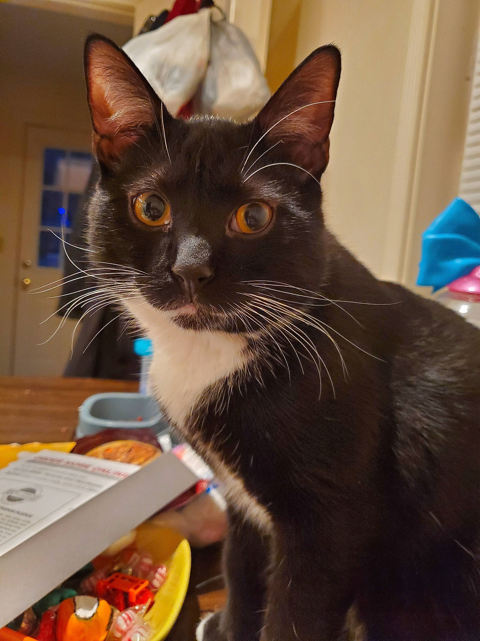 Mercury is registered to the contest to win money with this photo: asian, black_cat, burmese, carnivore, cat, domestic_short_haired_cat, felidae, german_rex, havana_brown, javanese, kitten, korat, mammal, oriental_longhair, oriental_shorthair, small_to_medium_sized_cats, whiskers