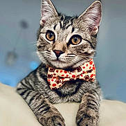 Dallas joined the competition — help win amazing prizes! cat, tabby, bow_tie, pet, animal, feline, cute, indoor, portrait, closeup, curious, relaxed, whiskers, ears, paws, soft_background, golden_eyes, striped, mammal, domestic_animal