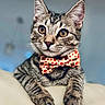 cat, tabby, bow_tie, pet, animal, feline, cute, indoor, portrait, closeup, curious, relaxed, whiskers, ears, paws, soft_background, golden_eyes, striped, mammal, domestic_animal