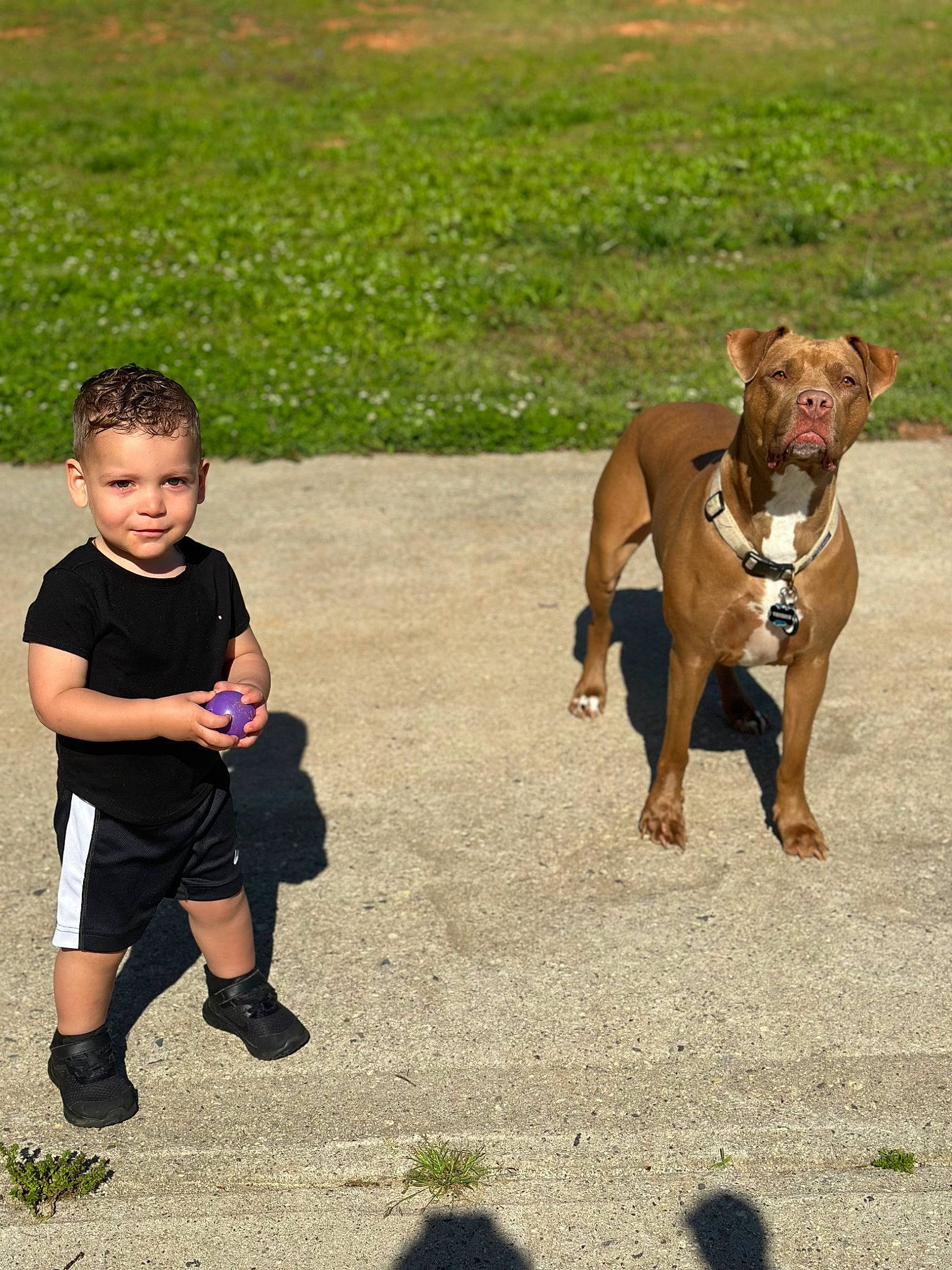 Michael joined the competition — help win amazing prizes! canidae, carnivore, companion_dog, dog, dog_breed, fawn, fun, grass, grassland, happy, human_leg, leash, people_in_nature, person, recreation, shorts, snout, sporting_group, terrestrial_animal, toddler