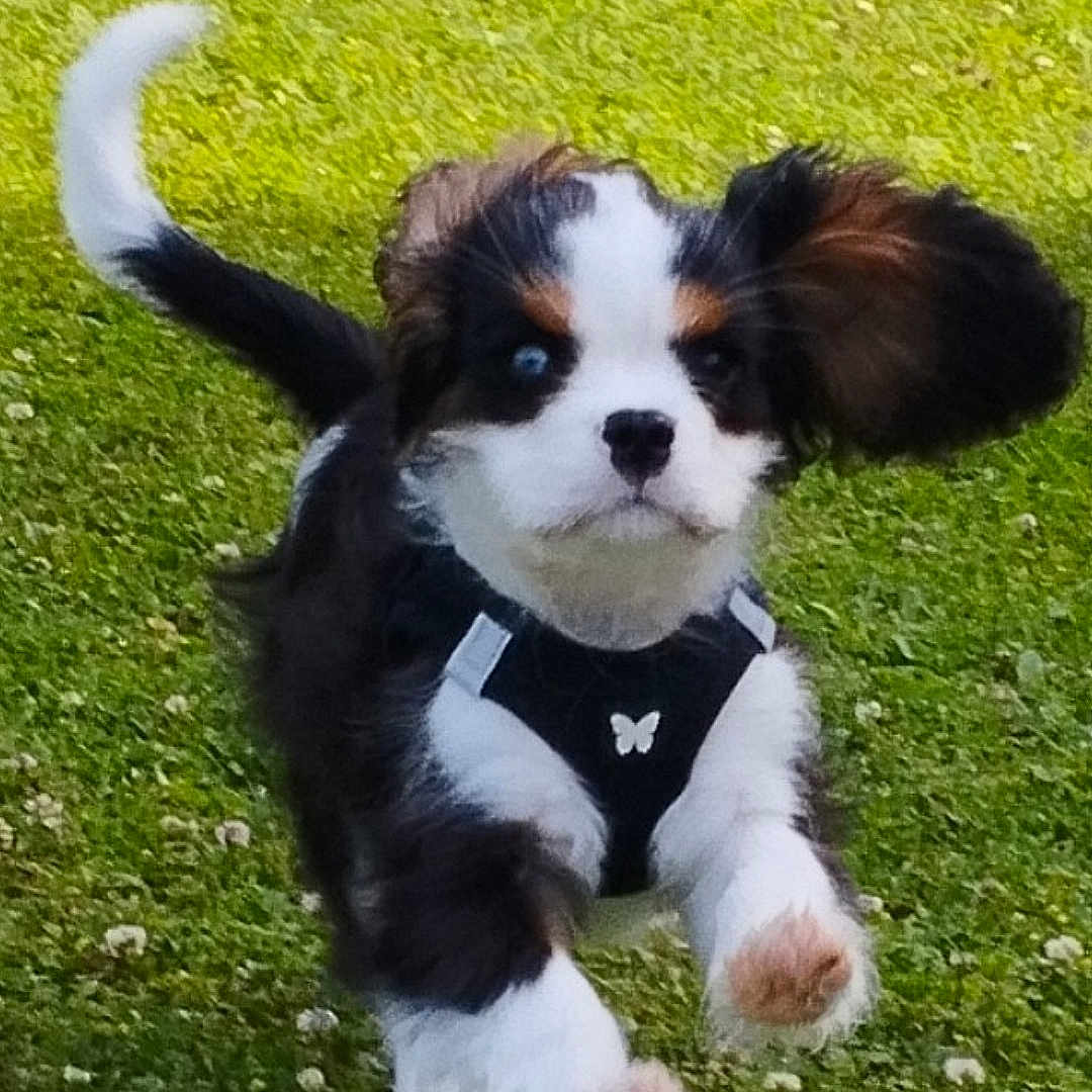 Victor participe au concours pour gagner de l'argent avec cette photo : animal, canine, dog, face, field, grass, grassland, green, head, lawn, nature, outdoors, park, person, pet, photography, plant, puppy, vegetation, yard