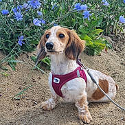 Chanel a rejoint le concours — aidez-le/la à gagner de superbes lots ! dog, puppy, sandy_ground, purple_flowers, plants, outdoor, leash, harness, brown_and_white_coat, nature, pet, animal, sitting, curious, close_up, portrait, greenery, small_dog, ears, snout