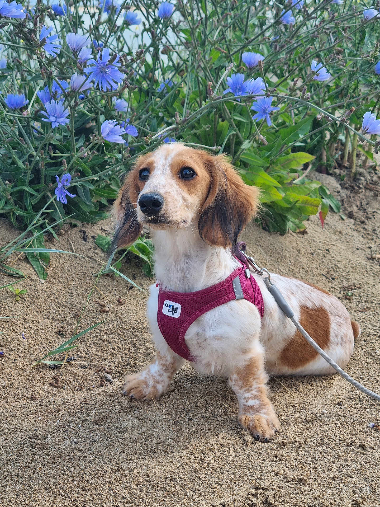 Chanel a rejoint le concours — aidez-le/la à gagner de superbes lots ! dog, puppy, sandy_ground, purple_flowers, plants, outdoor, leash, harness, brown_and_white_coat, nature, pet, animal, sitting, curious, close_up, portrait, greenery, small_dog, ears, snout