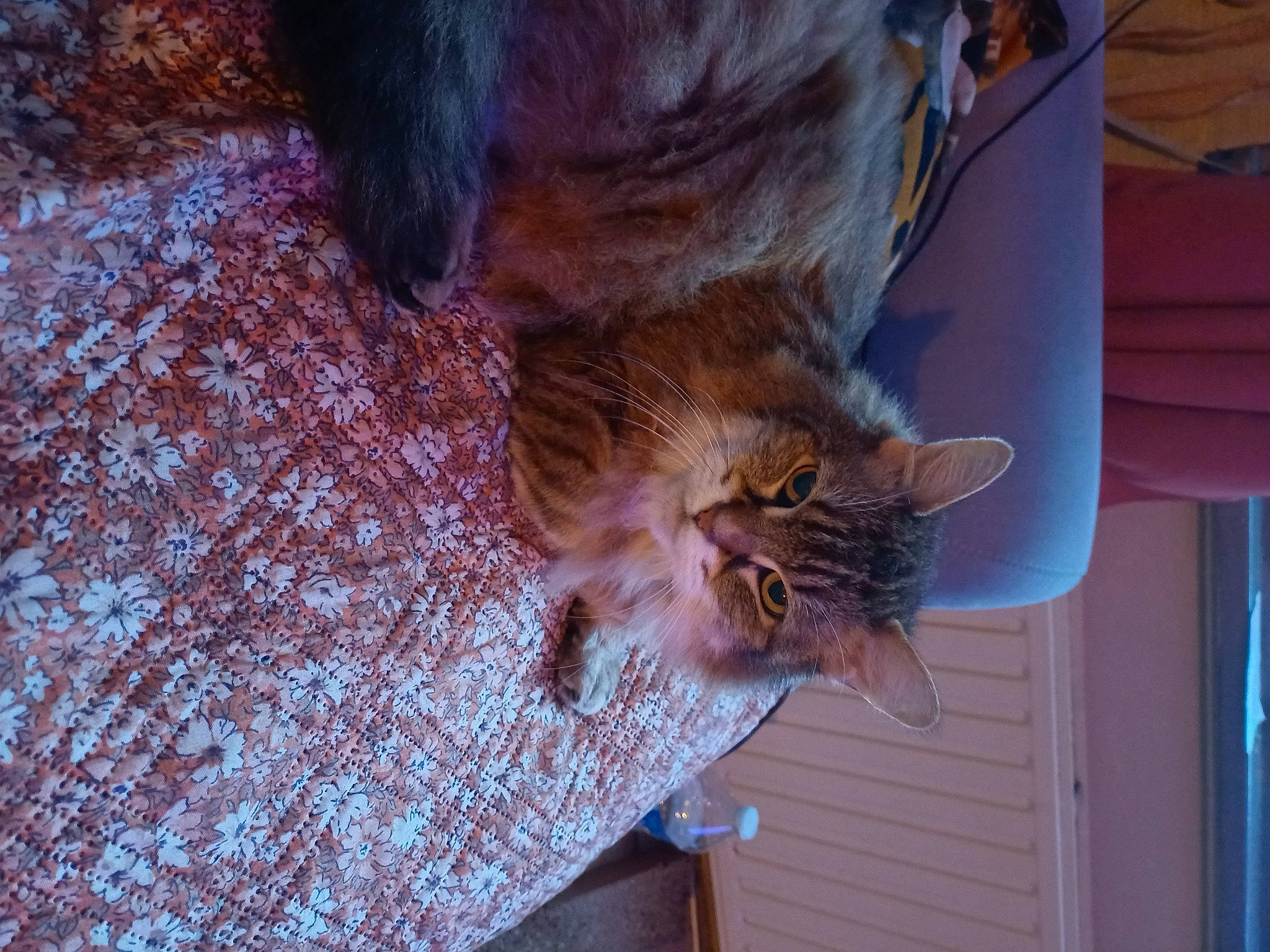 Hermione a rejoint le concours — aidez-le/la à gagner de superbes lots ! carnivore, cat, claw, domestic_short_haired_cat, fawn, felidae, fur, liver, plant, small_to_medium_sized_cats, tail, terrestrial_animal, vertebrate, whiskers, window, wood