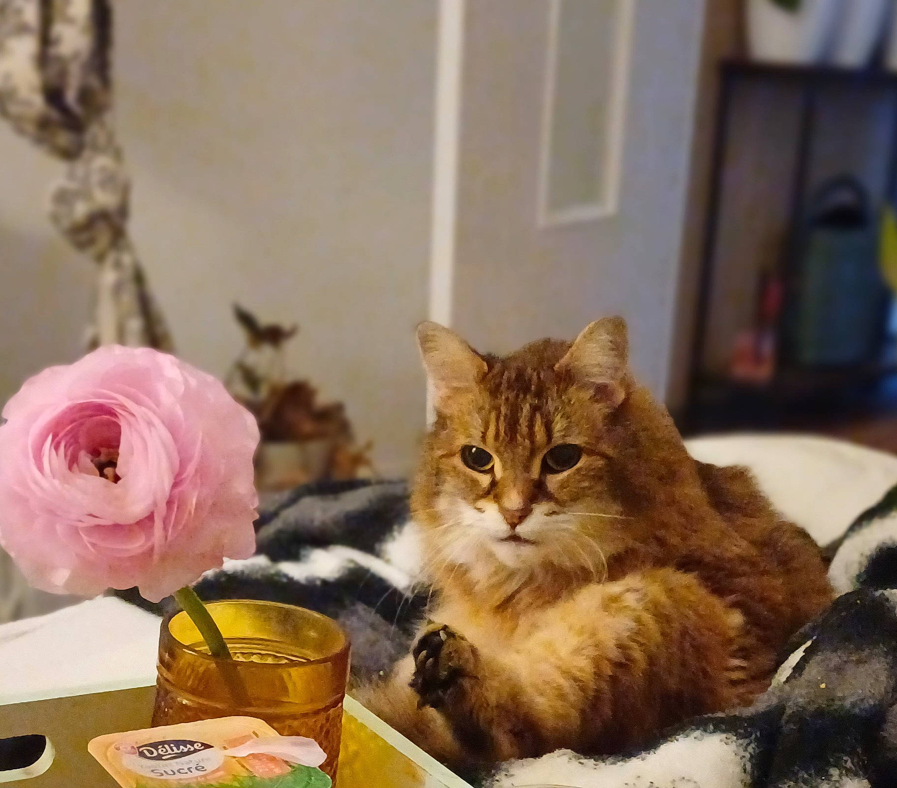 Hermione participe au concours pour gagner de l'argent avec cette photo : carnivore, cat, cat_supply, cup, domestic_short_haired_cat, felidae, flower, flower_arranging, fur, hybrid_tea_rose, petal, picture_frame, plant, rose, serveware, small_to_medium_sized_cats, tableware, teacup, whiskers, window