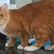 Bucket joined the competition — help win amazing prizes! cat, orange_cat, white_paws, fluffy, curious_eyes, marble_surface, indoor, household_items, gucci_box, pet, fur, whiskers, tail, standing, domestic_cat, mammal, feline, cute, animal, curiosity