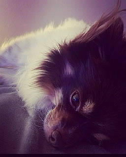 Gertie is registered to the contest to win money with this photo: cloud, companion_dog, cumulus, dog_breed, ear, electric_blue, fur, liver, primate, sky, whiskers