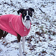 Gemma joined the competition — help win amazing prizes! alert, animal, black_and_white, canine, cold_weather, dog, eyes, fur, ground, hoodie, leaf, nature, outdoor, pet, pink_clothing, snow, standing, twigs, winter, winter_wear