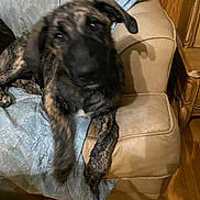 Oakley joined the competition — help win amazing prizes! animal, armchair, black, blanket, blur, brindle, brown, canine, comfort, couch, dog, furniture, furry, household, indoor, living_room, paw, pet, resting, wood_floor