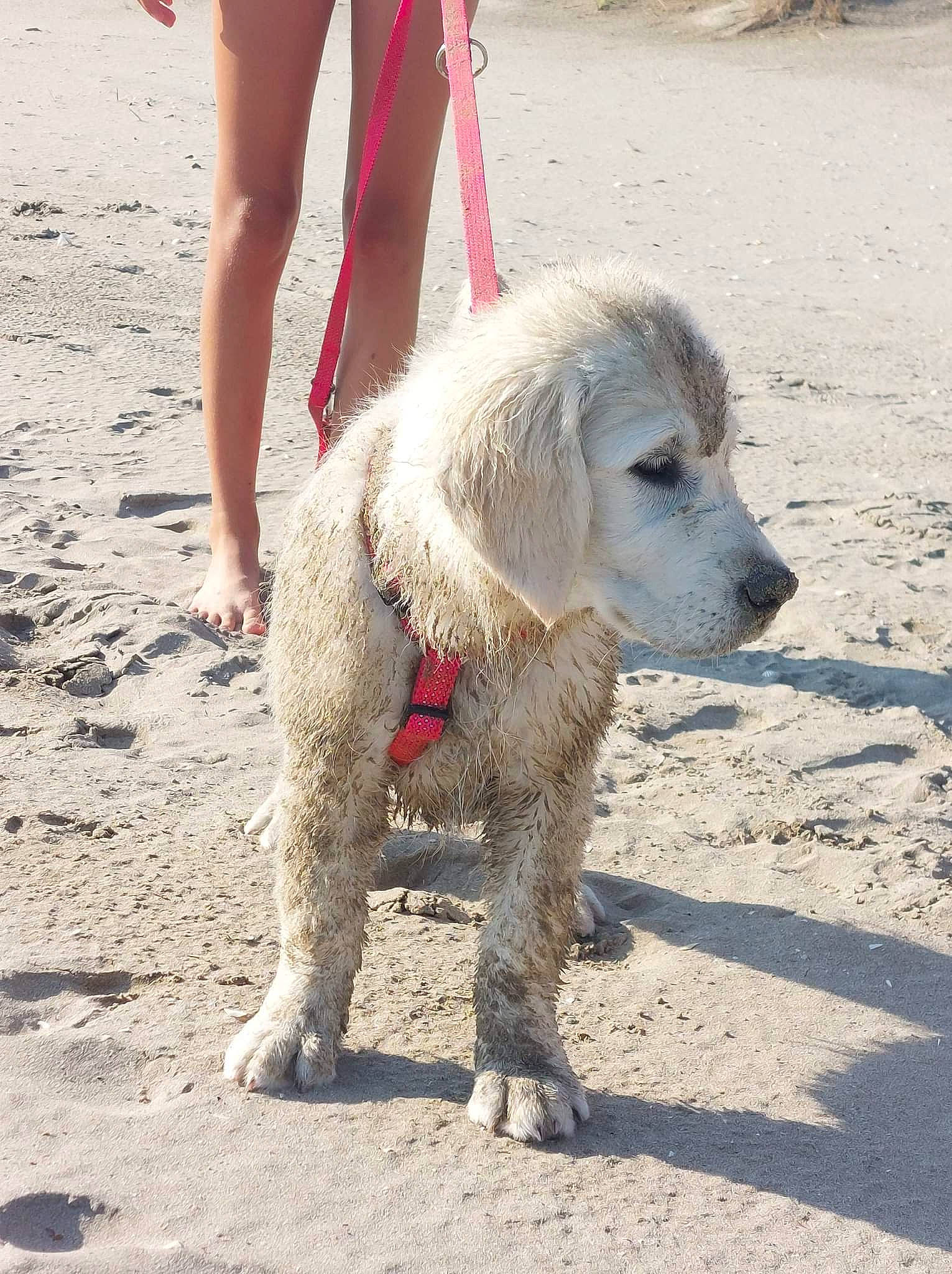 Topaze participe au concours pour gagner de l'argent avec cette photo : canidae, carnivore, companion_dog, dog, dog_breed, dog_supply, fur, human_leg, hunting_dog, leash, livestock_guardian_dog, pet_supply, sand, soil, sporting_group, terrestrial_animal, walking, working_animal