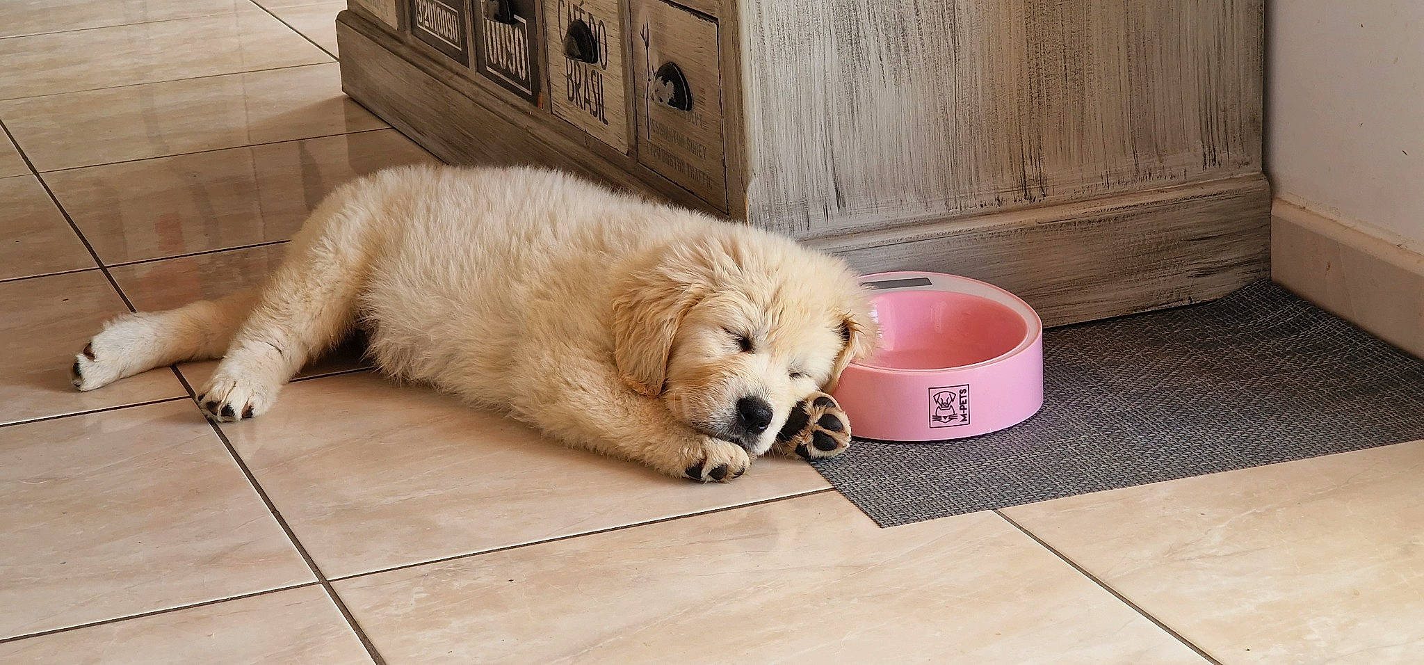 Topaze a rejoint le concours — aidez-le/la à gagner de superbes lots ! ball, canidae, carnivore, companion_dog, dog, dog_breed, dog_supply, fawn, flooring, fur, hardwood, paw, pet_supply, snout, sporting_group, tail, terrestrial_animal, tile, wood, working_animal