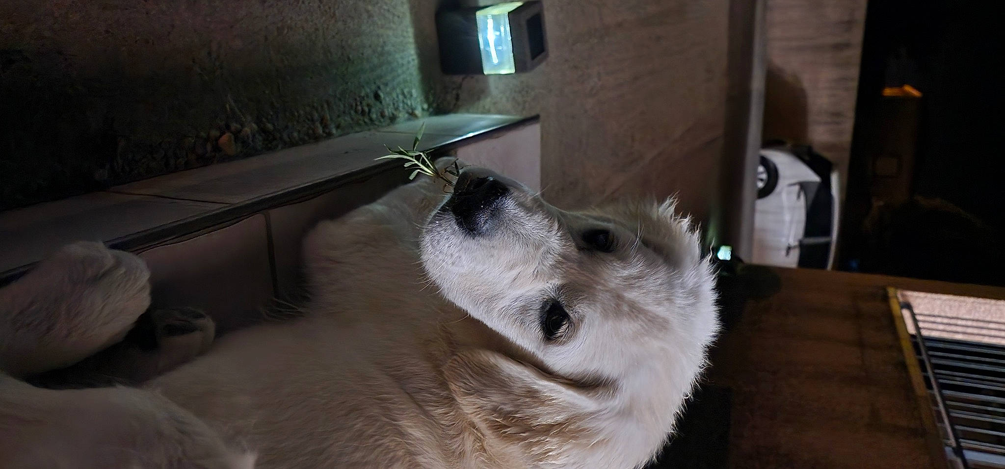 Topaze participe au concours pour gagner de l'argent avec cette photo : canidae, canis, carnivore, companion_dog, dog, dog_breed, fawn, flooring, fur, german_spitz_mittel, japanese_spitz, non_sporting_group, snout, sporting_group, terrestrial_animal, volpino_italiano, whiskers, window, working_animal, working_dog