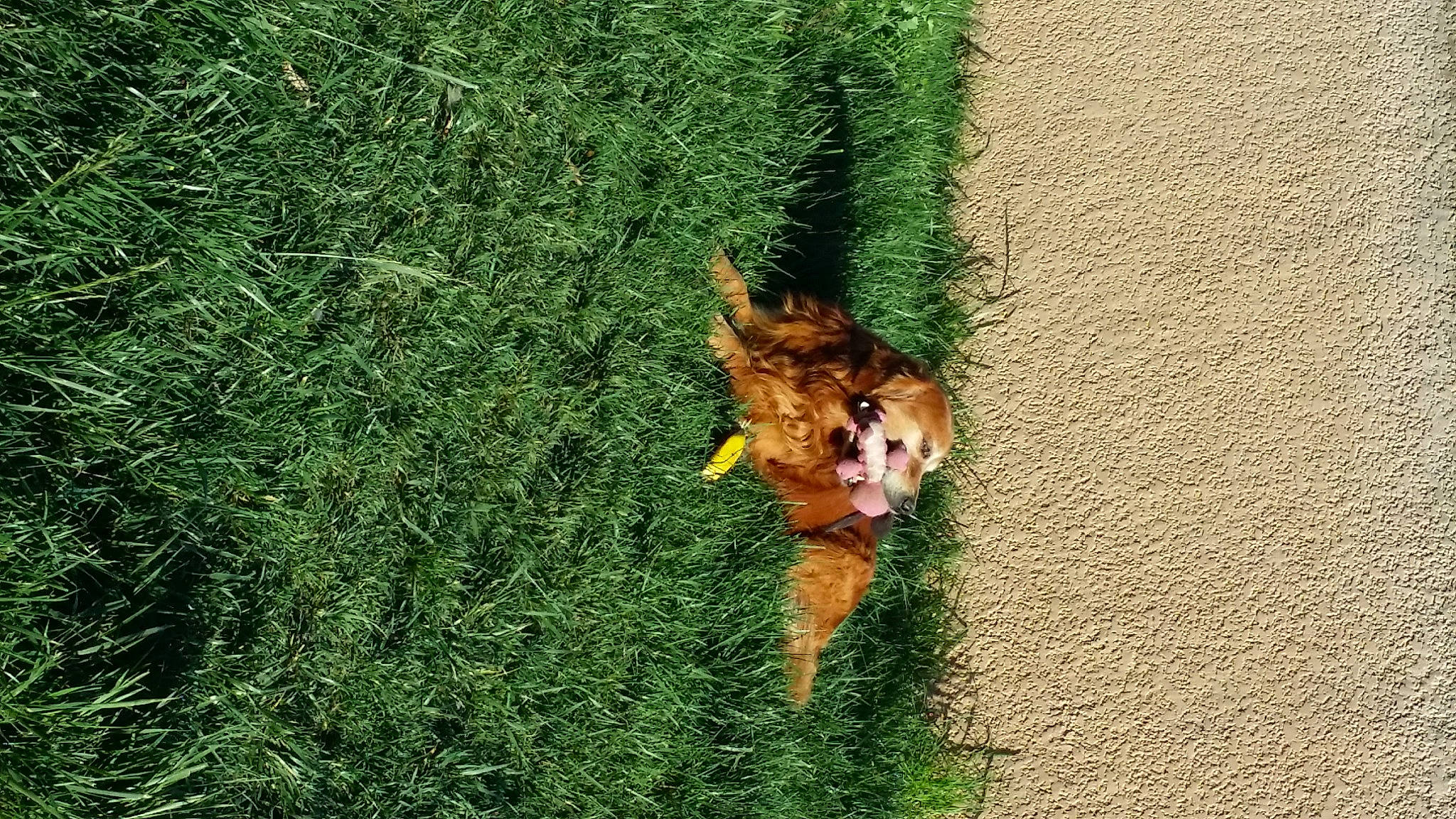 Daïko participe au concours pour gagner de l'argent avec cette photo : asphalt, canidae, carnivore, companion_dog, dog, dog_breed, fawn, felidae, grass, grassland, groundcover, lawn, leaf, people_in_nature, plant, shrub, soil, sporting_group, tail, vegetation