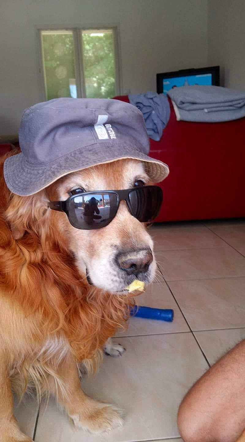 Daïko a rejoint le concours — aidez-le/la à gagner de superbes lots ! baseball_cap, canidae, cap, carnivore, companion_dog, dog, dog_breed, eyewear, fashion_accessory, fawn, fur, glasses, goggles, hat, personal_protective_equipment, snout, sporting_group, sunglasses, vision_care, whiskers