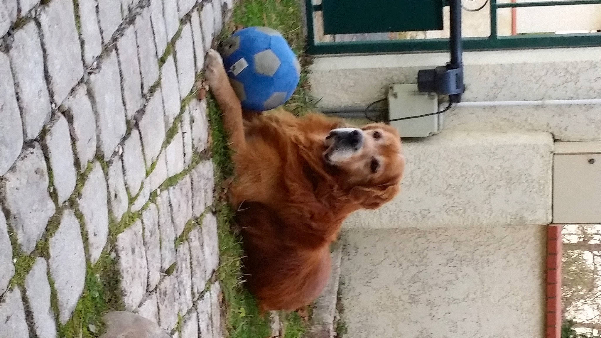 Daïko a rejoint le concours — aidez-le/la à gagner de superbes lots ! ball, canidae, carnivore, companion_dog, dog, dog_breed, dog_supply, door, fawn, fence, fur, grass, liver, mesh, red_panda, snout, sporting_group, tail, terrestrial_animal, working_animal