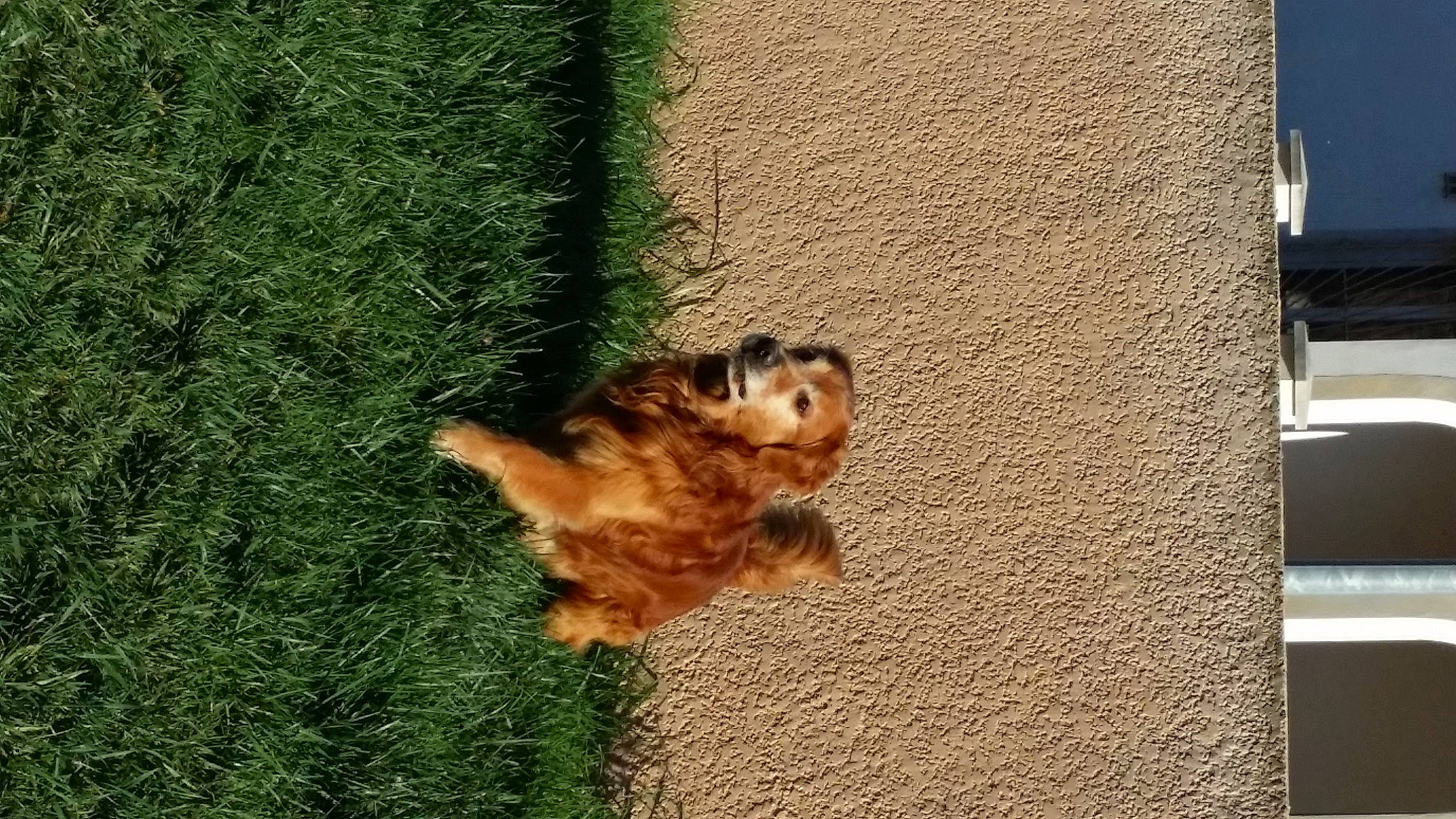 Daïko a rejoint le concours — aidez-le/la à gagner de superbes lots ! canidae, carnivore, companion_dog, dog, dog_breed, fawn, felidae, fur, grass, heat, paw, plant, small_to_medium_sized_cats, snout, sporting_group, squirrel, tail, terrestrial_animal, toy_dog, wood