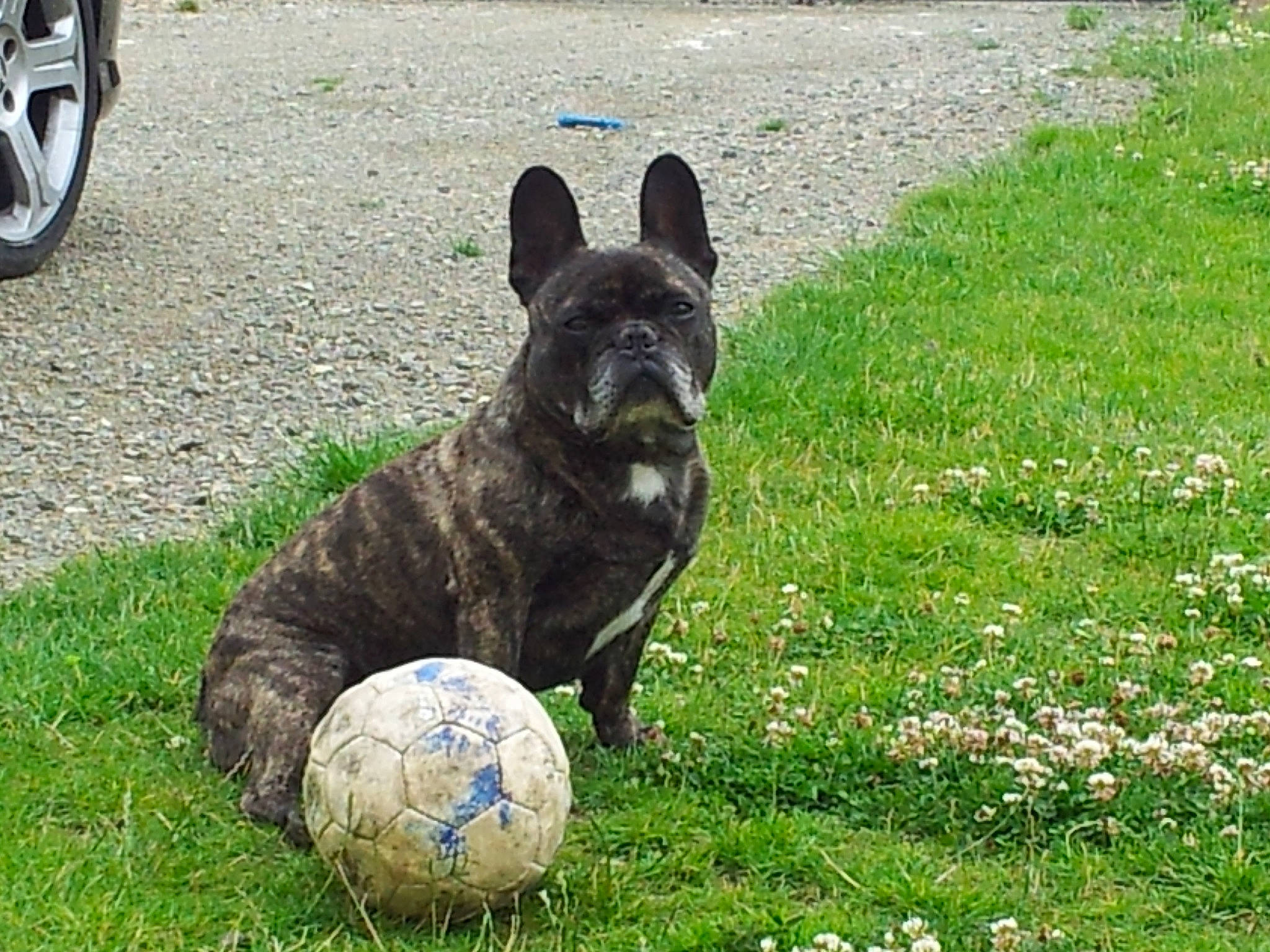 Ulk a rejoint le concours — aidez-le/la à gagner de superbes lots ! automotive_tire, ball, canidae, carnivore, companion_dog, dog, dog_breed, fawn, fender, grass, groundcover, lawn, plant, snout, sporting_group, sports_equipment, terrestrial_animal, tire, vehicle, wheel