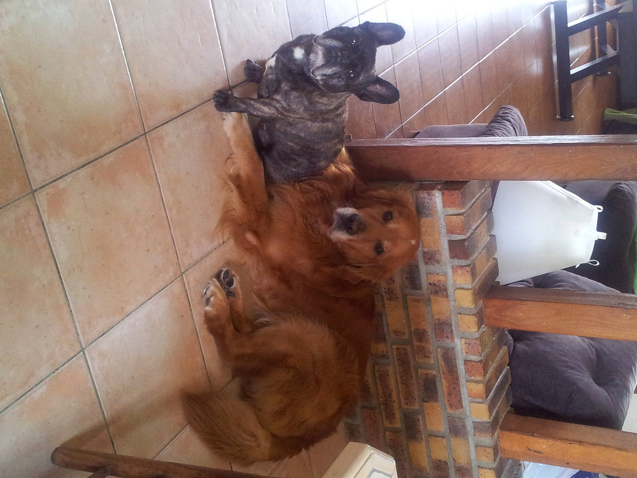 Ulk a rejoint le concours — aidez-le/la à gagner de superbes lots ! art, canidae, carnivore, companion_dog, dog_breed, fawn, felidae, floor, flooring, fur, hardwood, liver, room, sporting_group, tail, terrestrial_animal, wood, wood_flooring, wood_stain, working_animal