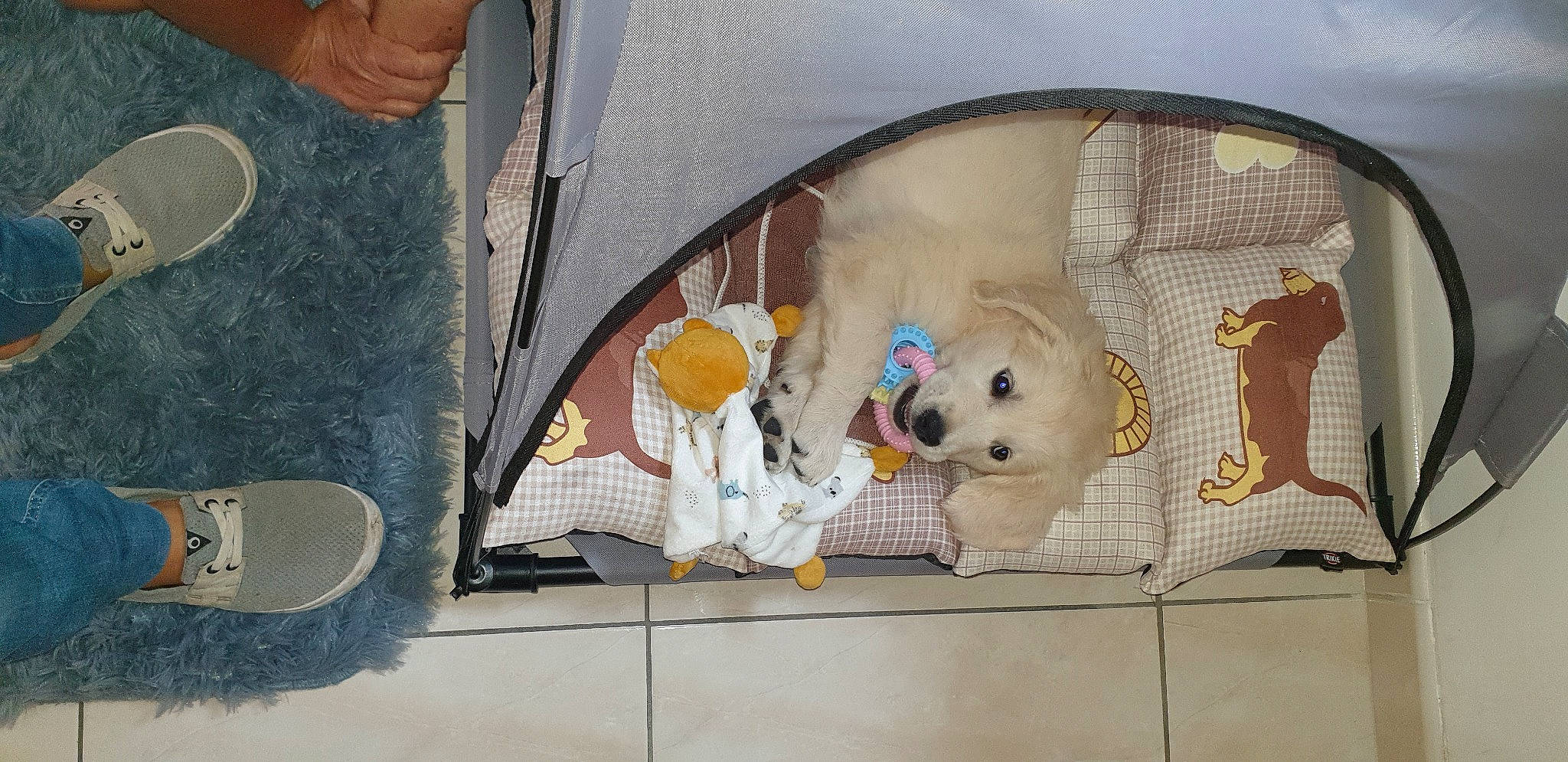 Rio participe au concours pour gagner de l'argent avec cette photo : animal_shelter, art, canidae, circle, companion_dog, dog_breed, fawn, flooring, fur, plush, room, snout, sporting_group, stuffed_toy, toy, toy_dog, vehicle_door, visual_arts, whiskers, working_animal