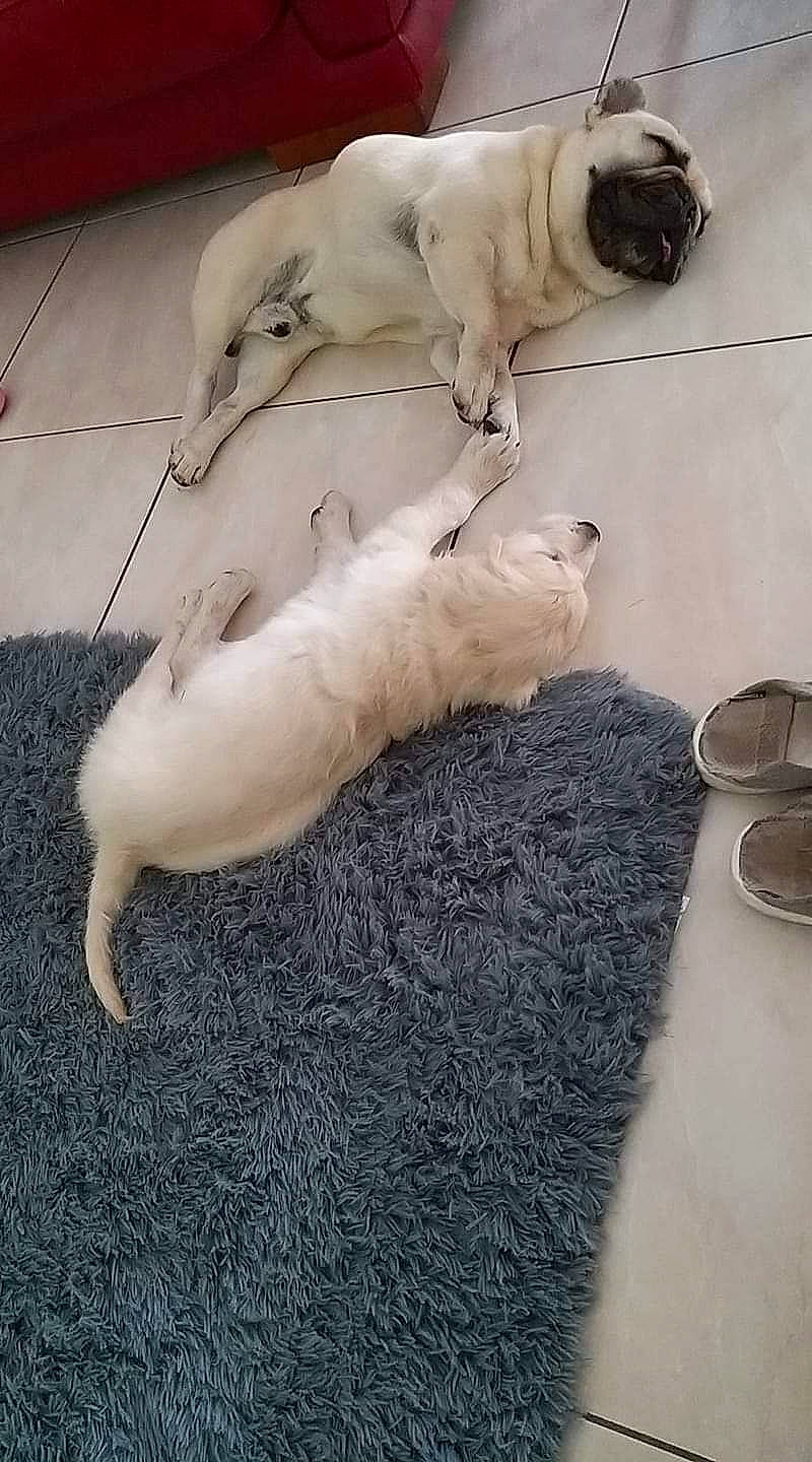 Rio participe au concours pour gagner de l'argent avec cette photo : bulldog, canidae, carnivore, comfort, companion_dog, dog, dog_breed, fawn, flooring, fur, kitchen_utensil, paw, pug, serveware, snout, sporting_group, tableware, tail, terrestrial_animal, working_animal