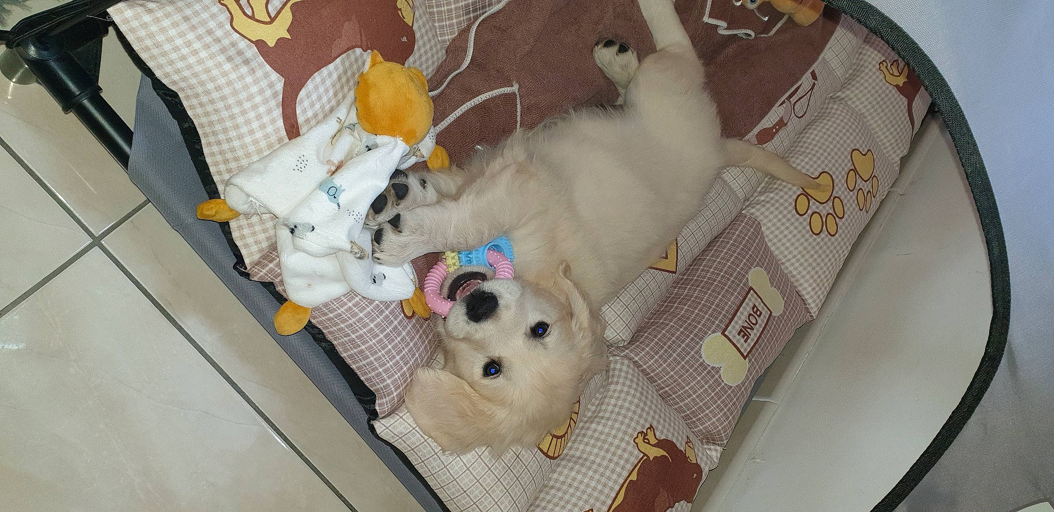 Rio a rejoint le concours — aidez-le/la à gagner de superbes lots ! canidae, carnivore, comfort, companion_dog, dog_breed, fawn, felidae, fur, non_sporting_group, pet_supply, plush, room, small_to_medium_sized_cats, sporting_group, stuffed_toy, tail, teddy_bear, toy, vertebrate, whiskers