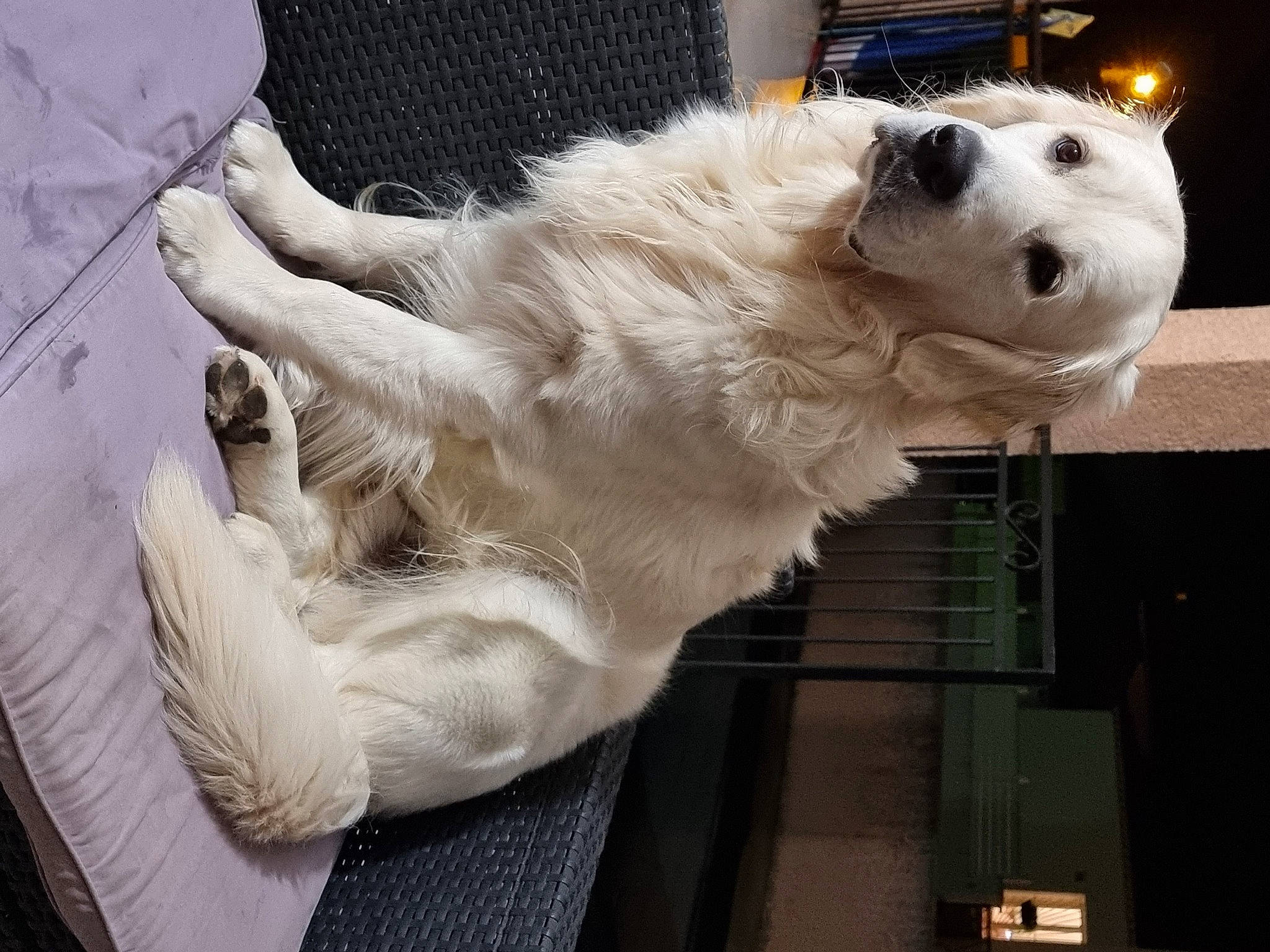 Rio participe au concours pour gagner de l'argent avec cette photo : carnivore, collar, companion_dog, dog, dog_breed, dog_collar, fang, foot, fur, metal, paw, polar_bear, sporting_group, tail, whiskers, working_animal