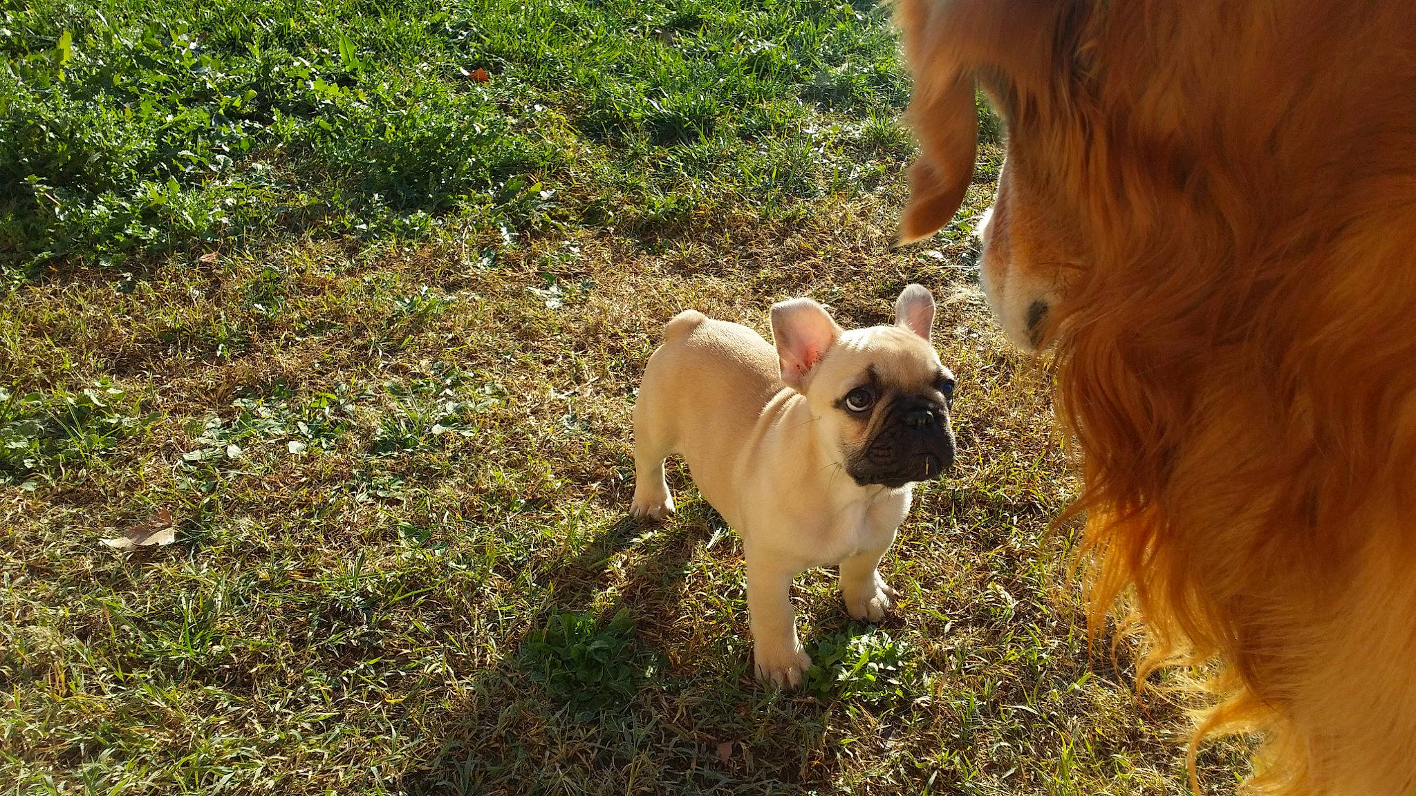 Malabar a rejoint le concours — aidez-le/la à gagner de superbes lots ! carnivore, companion_dog, dog, dog_breed, fawn, grass, grassland, grazing, gun_dog, human_leg, livestock, pasture, people_in_nature, plant, pug, snout, soil, sporting_group, tail, working_animal