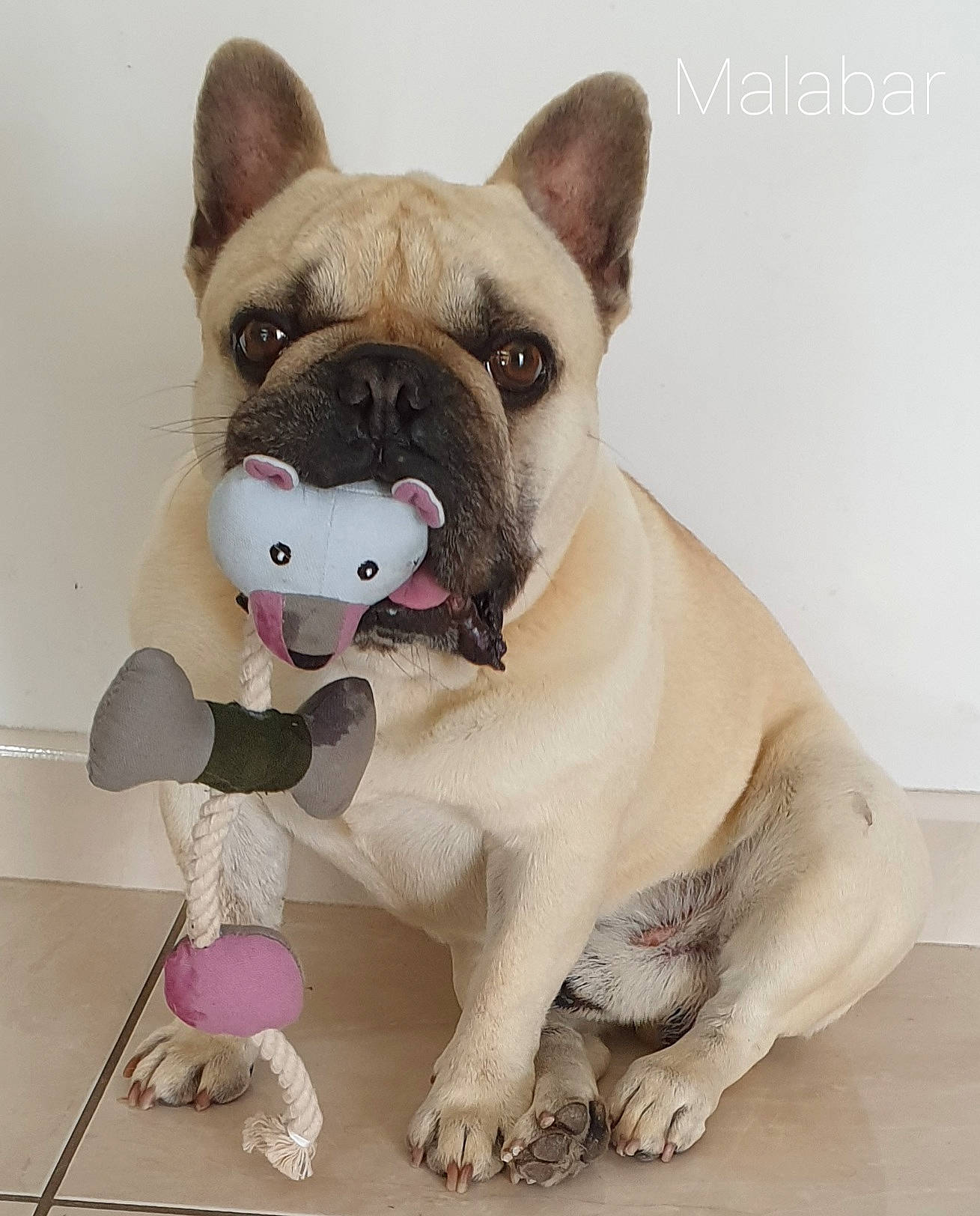 Malabar participe au concours pour gagner de l'argent avec cette photo : art, bulldog, canidae, carnivore, collar, companion_dog, dog, dog_breed, fawn, french_bulldog, paint, pug, snout, sporting_group, terrestrial_animal, toy, toy_dog, whiskers, working_animal, wrinkle