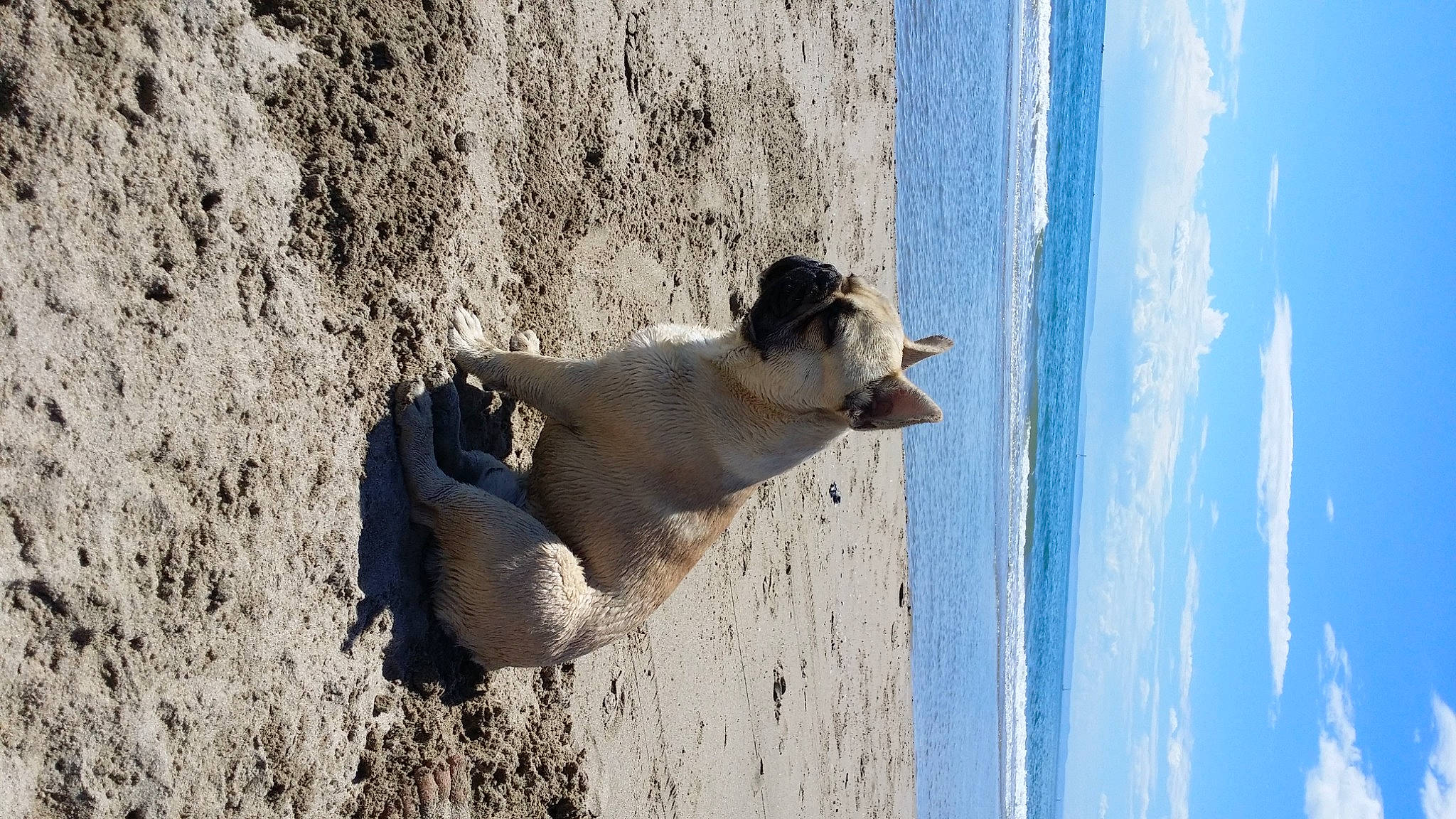 Malabar a rejoint le concours — aidez-le/la à gagner de superbes lots ! beach, blue, carnivore, cloud, dog, dog_breed, fawn, foot, fun, fur, human_leg, ocean, rock, sky, sporting_group, tail, vacation, water, winter, wood