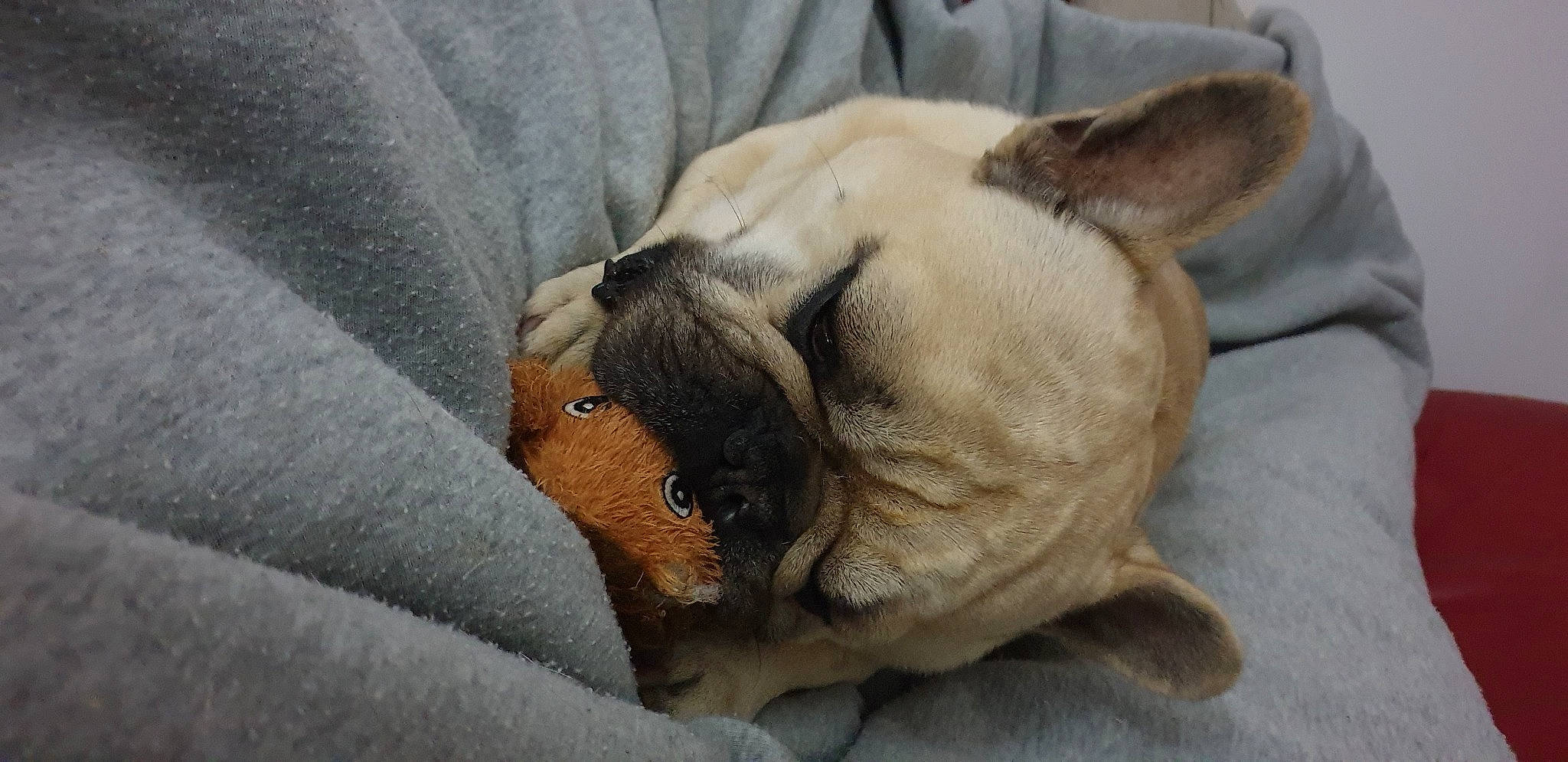 Malabar a rejoint le concours — aidez-le/la à gagner de superbes lots ! bulldog, canidae, carnivore, comfort, companion_dog, dog, dog_breed, ear, fawn, nap, non_sporting_group, paw, pug, snout, sporting_group, terrestrial_animal, toy_dog, whiskers, working_animal, wrinkle