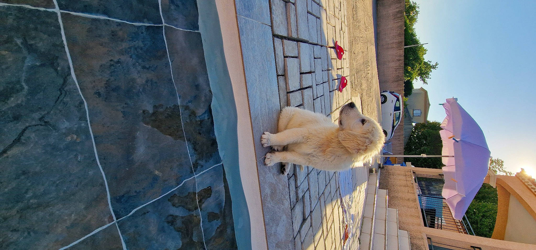 Topaze participe au concours pour gagner de l'argent avec cette photo : art, building, canidae, facade, fawn, felidae, fur, house, plant, reflection, sky, small_to_medium_sized_cats, snout, tail, tree, water, wildlife, window, wood, zoo