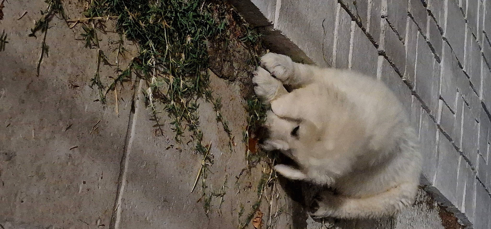 Topaze participe au concours pour gagner de l'argent avec cette photo : canidae, carnivore, companion_dog, dog_breed, fawn, felidae, fur, grass, livestock_guardian_dog, paw, plant, small_to_medium_sized_cats, snout, soil, sporting_group, street_dog, tail, terrestrial_animal, whiskers, wildlife