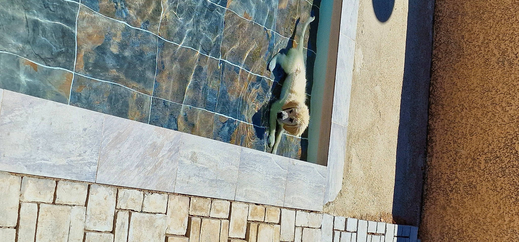 Topaze participe au concours pour gagner de l'argent avec cette photo : art, brick, brickwork, composite_material, concrete, door, facade, fawn, felidae, metal, pattern, pet_supply, rectangle, sculpture, shadow, small_to_medium_sized_cats, tail, water, wildlife, wood