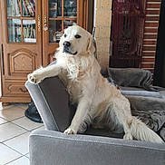 Végas a rejoint le concours — aidez-le/la à gagner de superbes lots ! dog, golden_retriever, sofa, living_room, furniture, bookshelf, book, wooden_cabinet, tile_floor, blanket, curtain, pet, canine, relaxed, indoors, paw, fur, house, comfort, resting