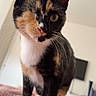 cat, calico_cat, pet, animal, feline, portrait, close_up, sitting, standing, one_eyed_appearance, green_eye, whiskers, ears, fur, black_fur, orange_fur, white_fur, pink_blanket, bedroom, indoor