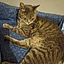 Hermes participe au concours pour gagner de l'argent avec cette photo : cat, tabby, sleeping, resting, feline, pet, indoor, cozy, fur, whiskers, paw, tail, cushion, blue, pattern, relaxation, animal, cute, domestic, quiet
