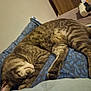 Hermes a rejoint le concours — aidez-le/la à gagner de superbes lots ! cat, tabby, sleeping, indoor, blanket, blue, pattern, fur, pet, cozy, resting, animal, whiskers, paw, relaxation, cute, bed, feline, domestic, nap