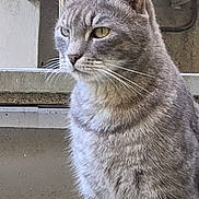 Hermes a rejoint le concours — aidez-le/la à gagner de superbes lots ! cat, gray_tabby, animal, pet, fur, whiskers, ears, outdoor, concrete, air_conditioner, urban, background, side_view, sitting, looking_away, close_up, daylight, domestic_cat, feline, portrait