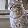 air_conditioner, animal, background, cat, close_up, concrete, daylight, domestic_cat, ears, feline, fur, gray_tabby, looking_away, outdoor, pet, portrait, side_view, sitting, urban, whiskers