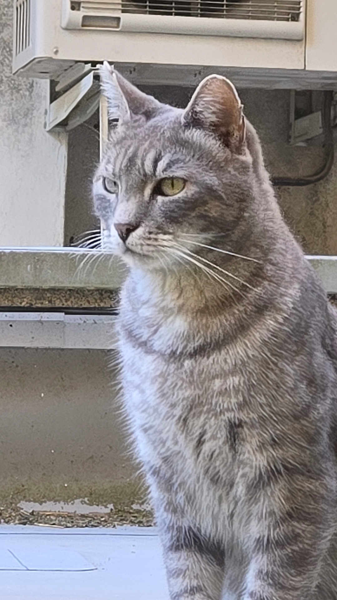 Hermes a rejoint le concours — aidez-le/la à gagner de superbes lots ! cat, gray_tabby, animal, pet, fur, whiskers, ears, outdoor, concrete, air_conditioner, urban, background, side_view, sitting, looking_away, close_up, daylight, domestic_cat, feline, portrait