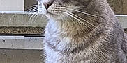 Hermes a rejoint le concours — aidez-le/la à gagner de superbes lots ! cat, gray_tabby, animal, pet, fur, whiskers, ears, outdoor, concrete, air_conditioner, urban, background, side_view, sitting, looking_away, close_up, daylight, domestic_cat, feline, portrait