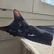 Ares a rejoint le concours — aidez-le/la à gagner de superbes lots ! cat, black_cat, pet, animal, indoor, window, hammock, relaxed, resting, feline, whiskers, ear, fur, sleepy, domestic_animal, home, sunlight, closeup, muzzle, portrait